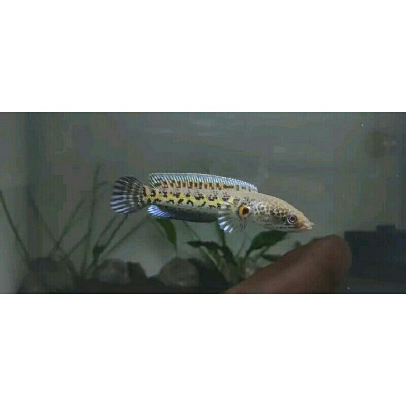 AURANTI TERMURAH SIZE 10-12