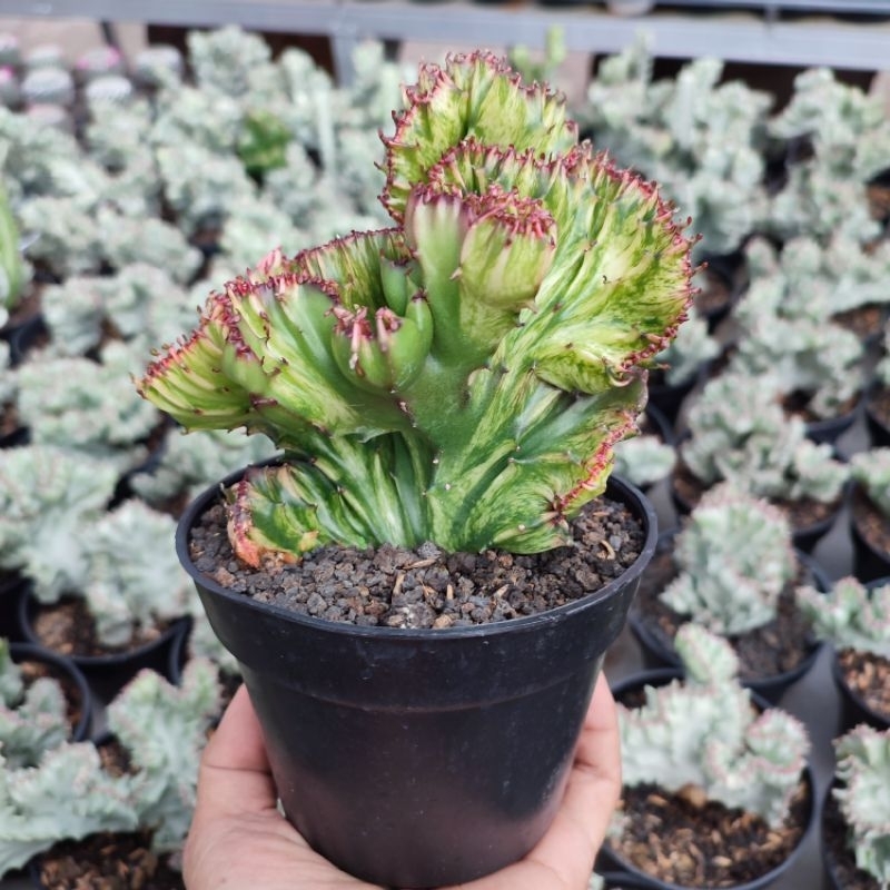 Euphorbia Lactea Red | D 12cm | Kaktus