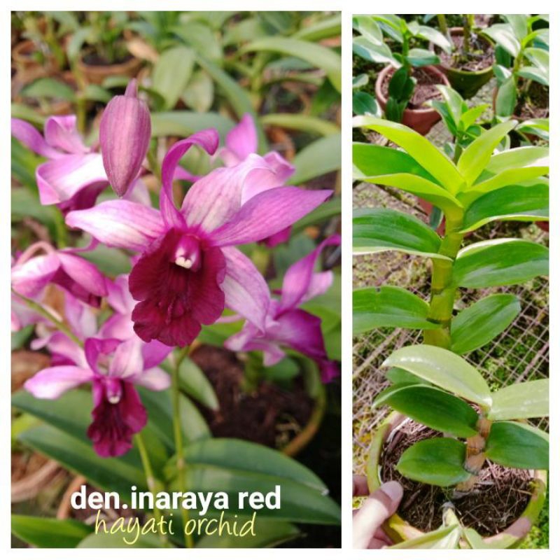 Anggrek Dendrobium Inaraya Red