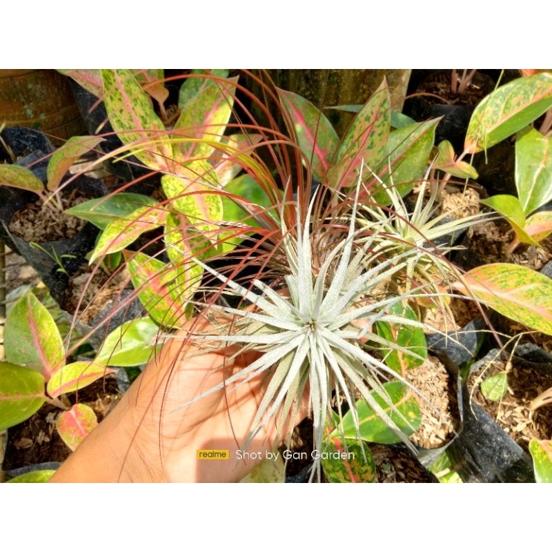 Paket Tillandsia 3 Jenis