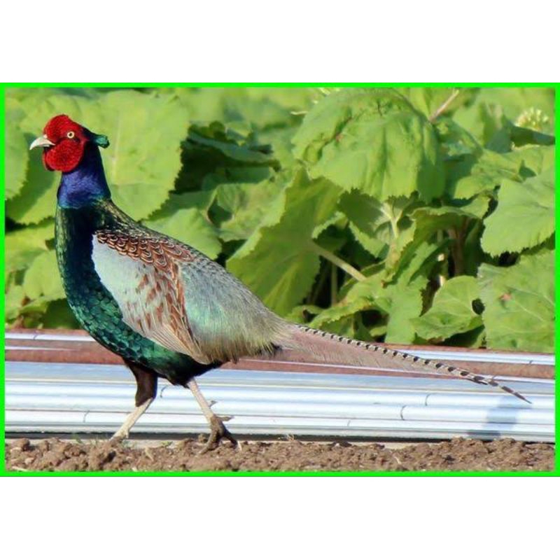 

telur ayam ringneck untuk di tetaskan