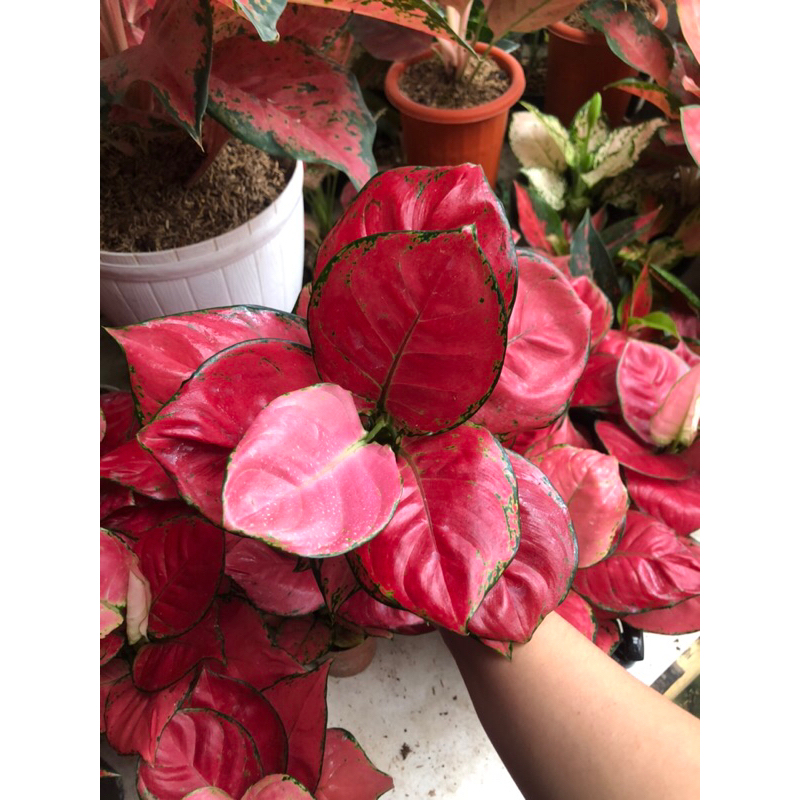 Aglaonema Red Anjamani