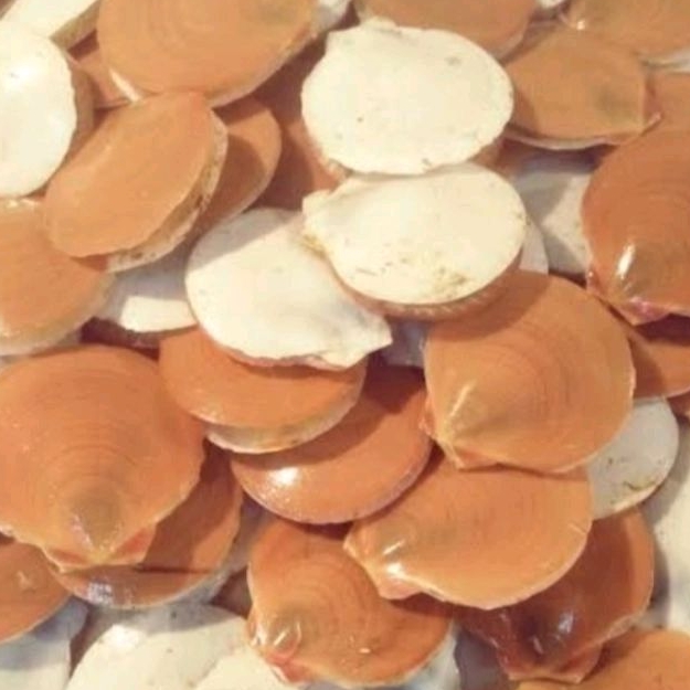 

kerang simping 1kg
