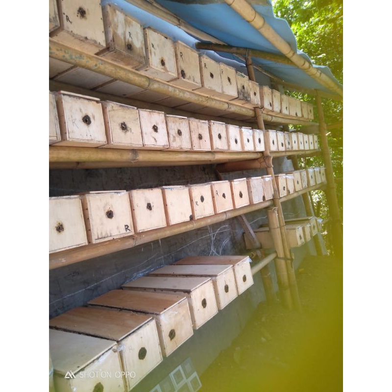 Clypiaris Clypearis pantat kuning klanceng trigona asli Lombok NTB koloni sedang