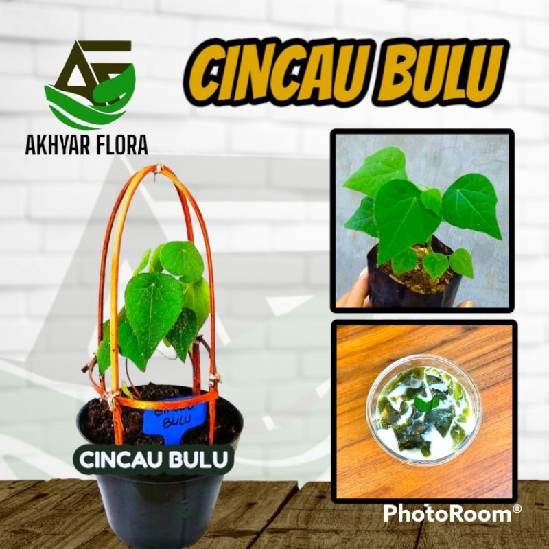 Bibit Tanaman Cincau Bulu Rambat Tanaman Herbal Cincau Bulu Tawulu Pohon Cincau