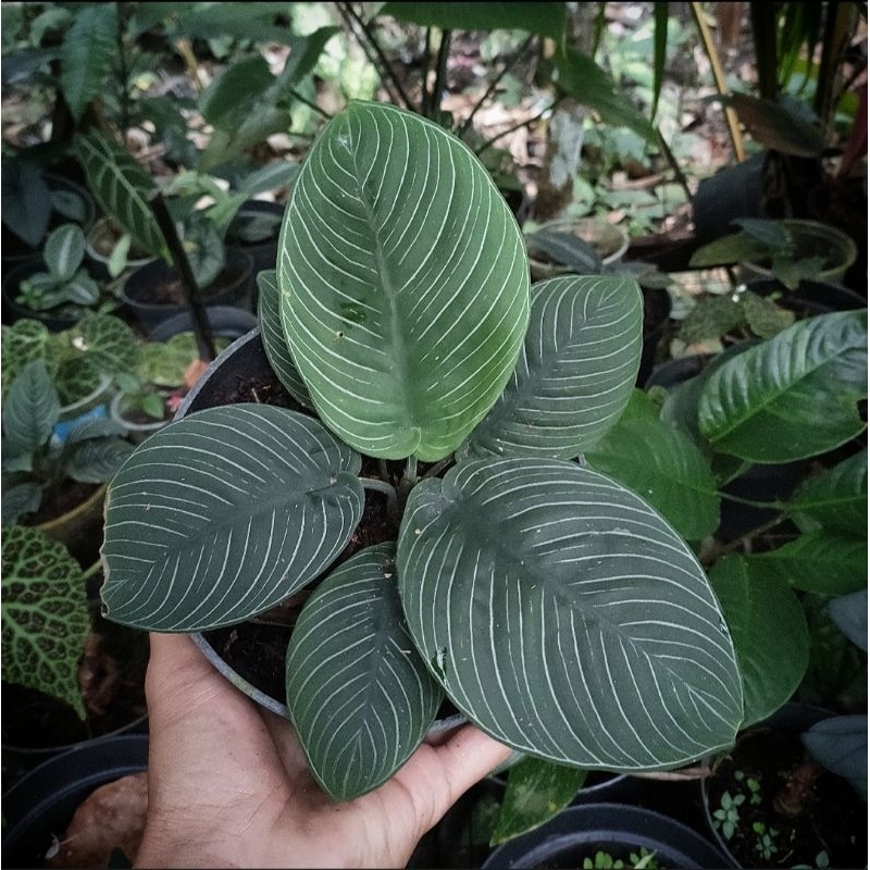 schismatoglottis chevron