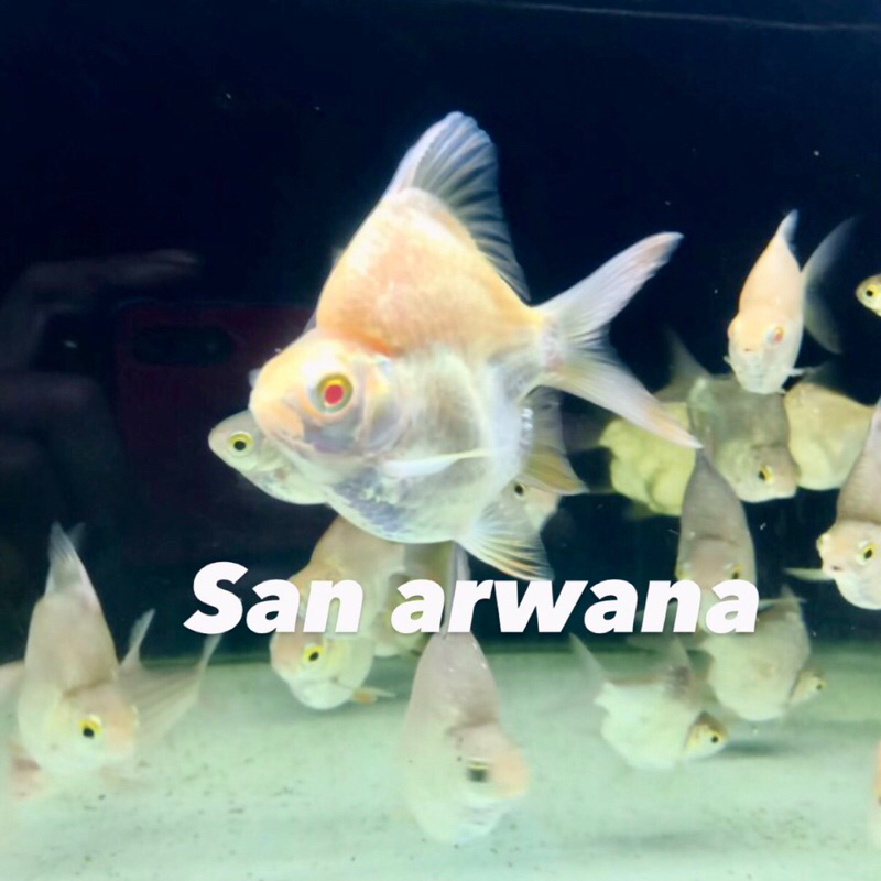 tankmate arowana kaviat sb king