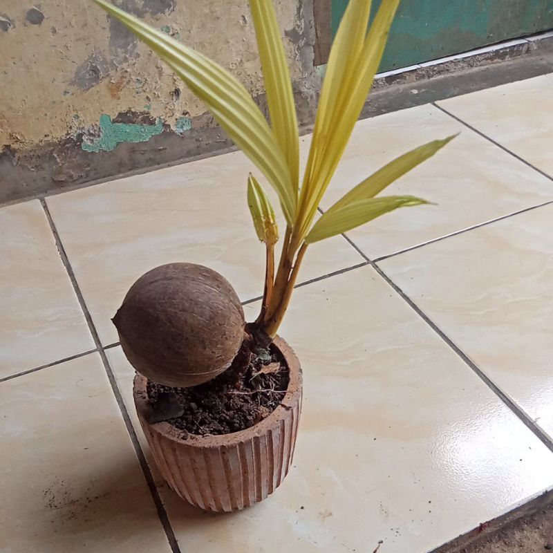 Bonsai kelapa Mini gading gold