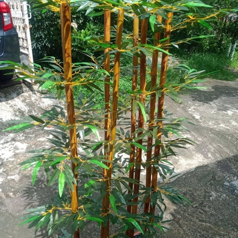 Tanaman Hias Pohon Bambu Kuning/Bambu Panda Bibit Bambu Kuning Tinggi 1 Meter Up
