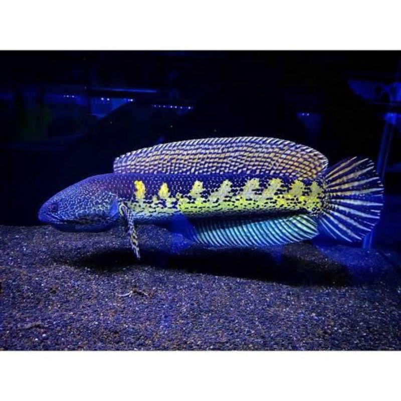 

ikan chana acak beli 3 gratis 5 jackpot auranti 29 30 cm besar gondrong