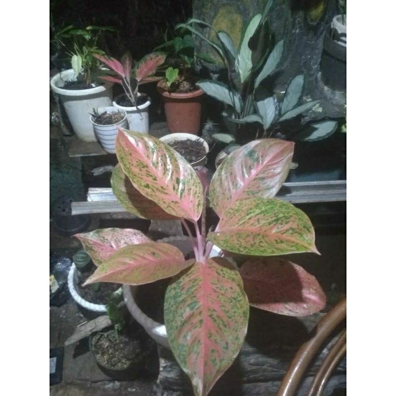 paket aglaonema