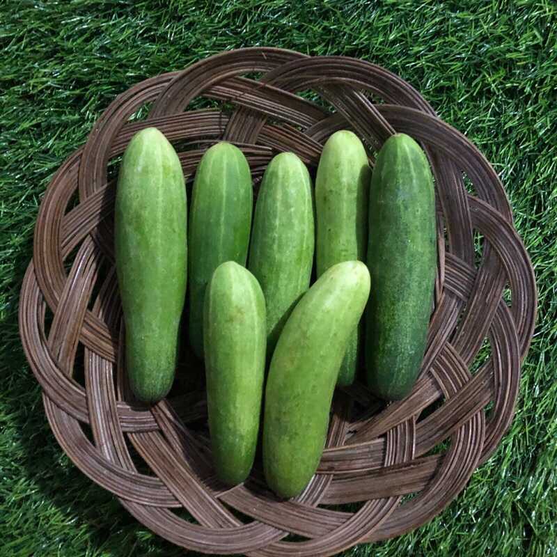 

Timun isi 500gr