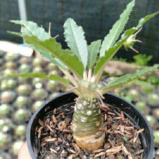 Dorstenia crispa