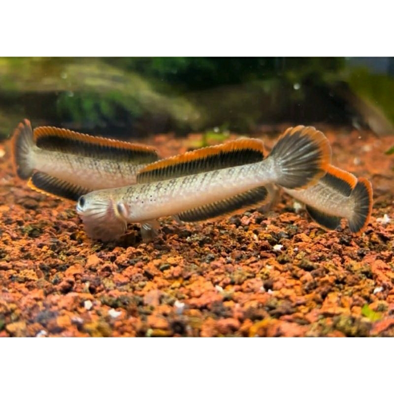 BUY 2 GET 1 FREE CHANNA LIMBATA ASLI GUNUNG LAWU