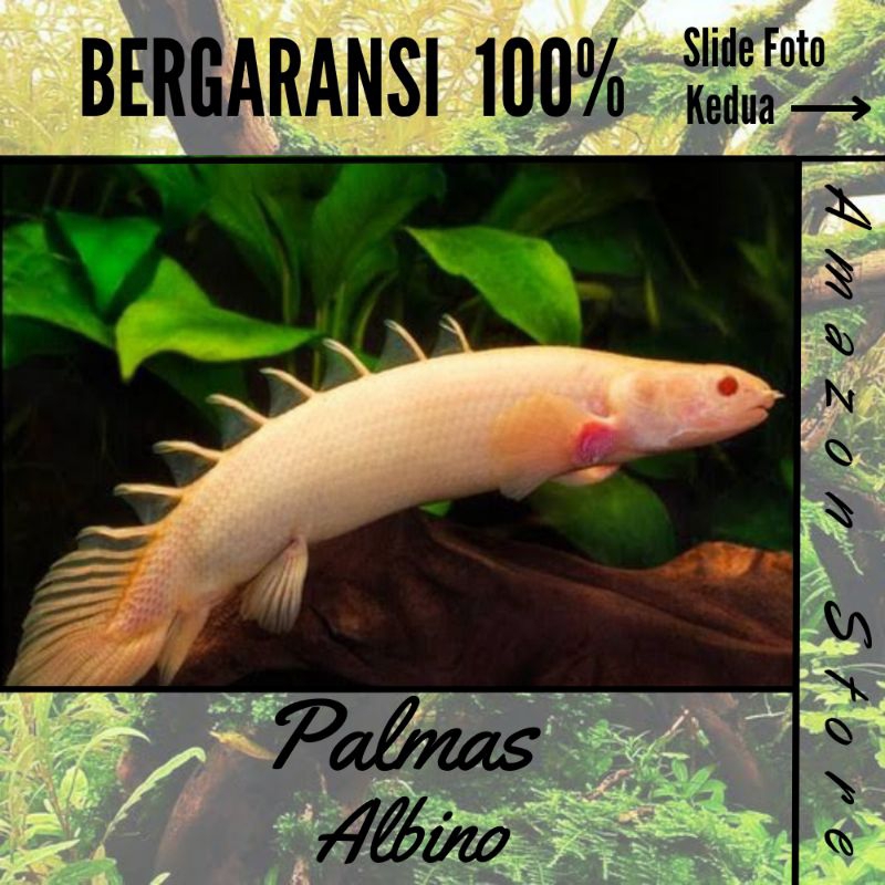 Ikan palmas albino