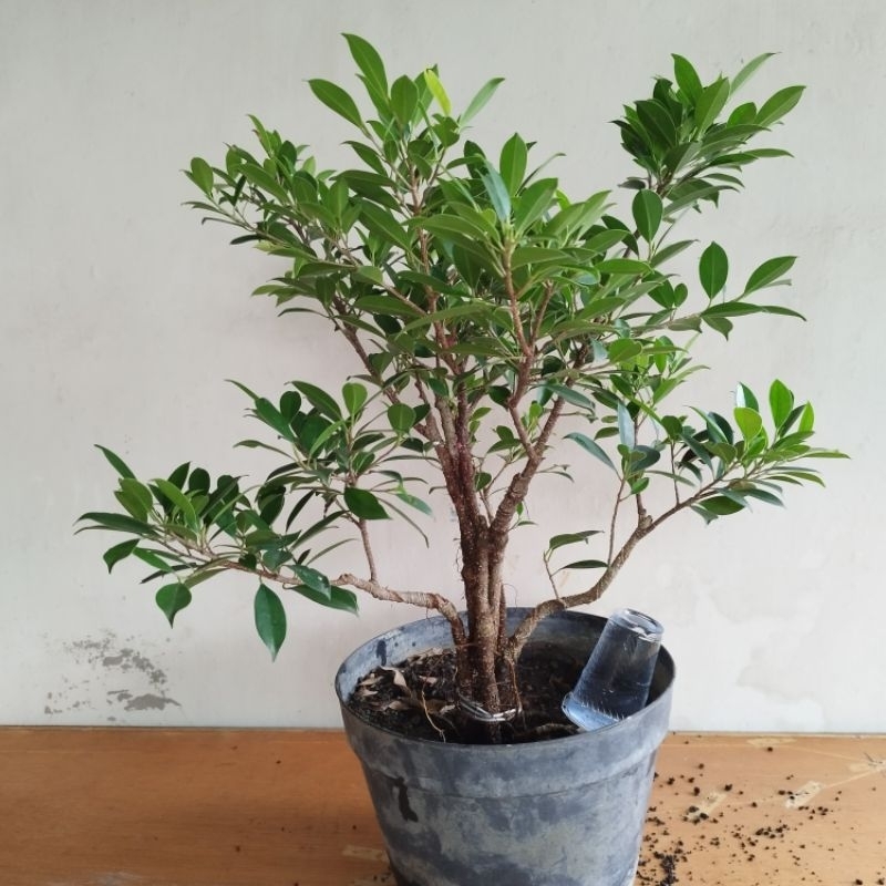 Bahan Bonsai Kimeng program