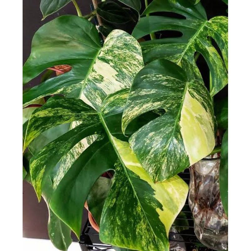 sirih gading jumbo monstera variegata jumbo