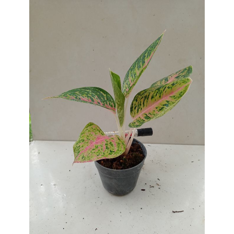 AGLAONEMA BIG PAPA