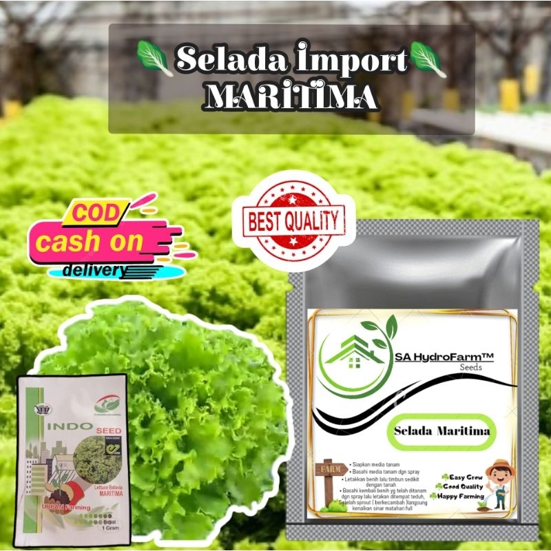 ASA HydroFarm - Benih / Bibit Selada Hijau Keriting MARITIMA import by Indoseed Enza Zaden Repack Ek