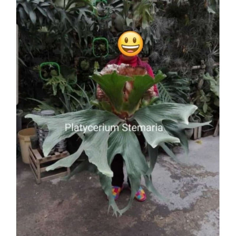 platycerium stemaria