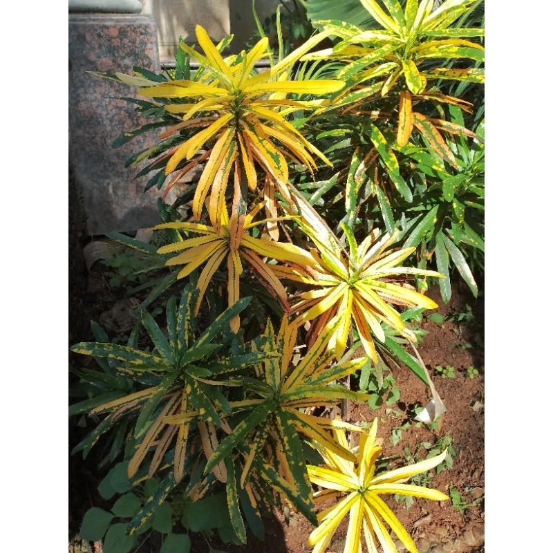 Tanaman hias puring | Puring teri | Bunga puring - Tanaman puring