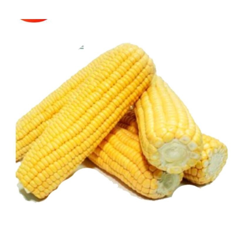 

jagung manis 1 kg