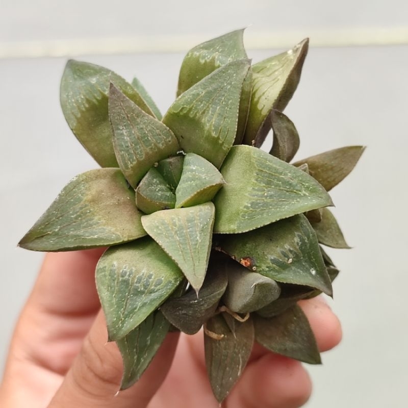 Haworthia Chocolate Unik