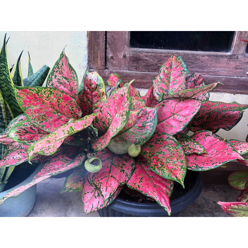 AGLONEMA RED SUMATRA