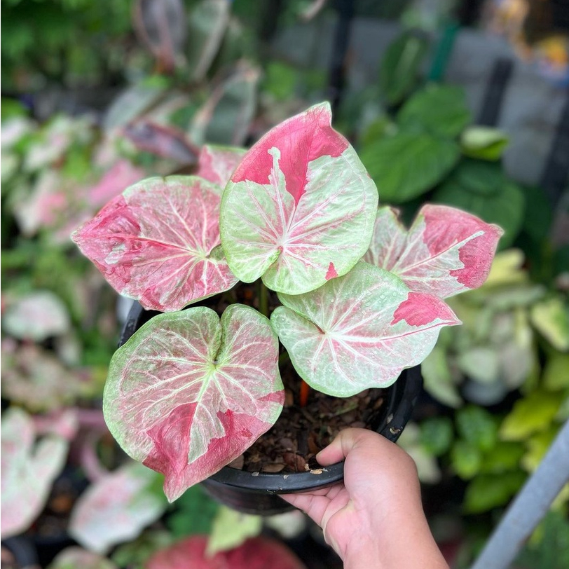 Caladium Shy Cool / Cat Tumpah Bibit Bukan Bonggol / Keladi Merah Murah / Tanaman Hias Hidup Outdoor