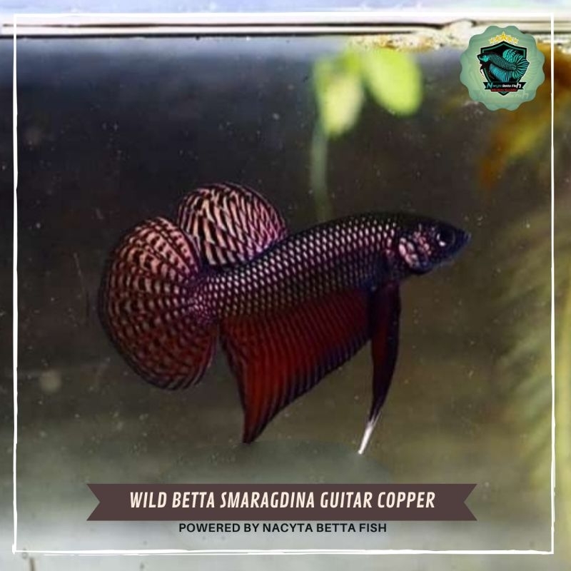 Wild Betta Smaragdina Guitar Copper