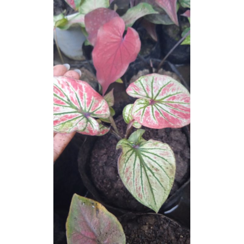 SUPERMOON/KELADI SUPERMOON/SUPER MOON/SUPERMUN HYBRID/LOVE SHOP MILLENIAL