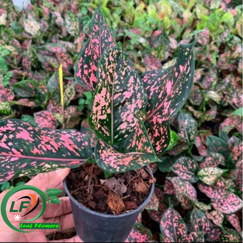 (BISA COD) PROMO tanaman hias aglonema pink dalmation - aglonema pink dalmation remaja