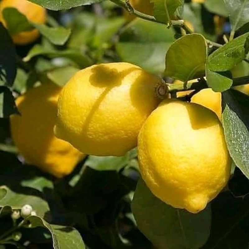 Bibit Lemon Kondisi Sudah Berbuah Tabulampot