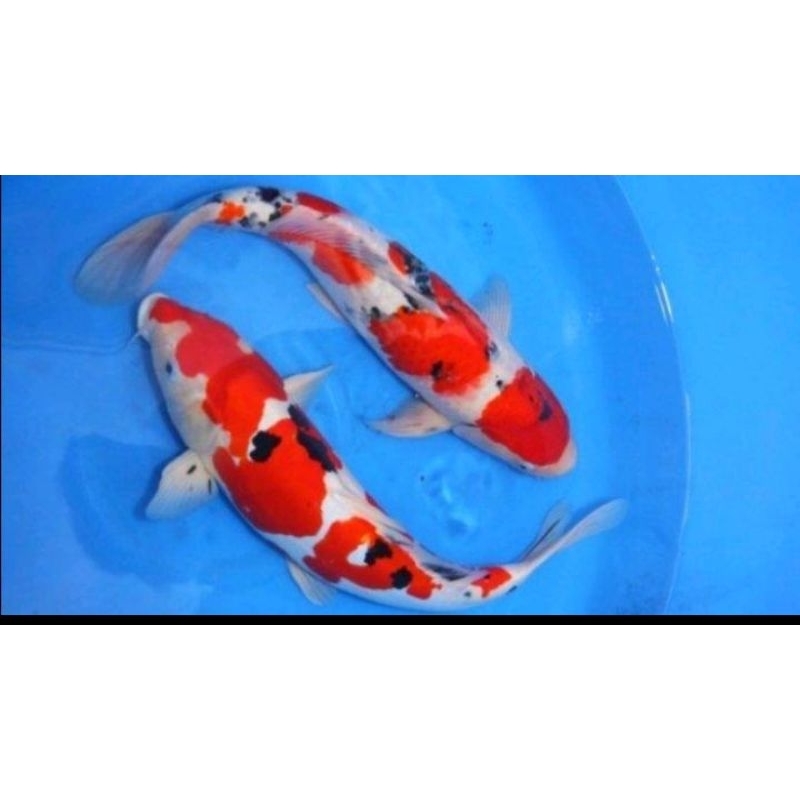 koi 5-7cm paketan 7 skor