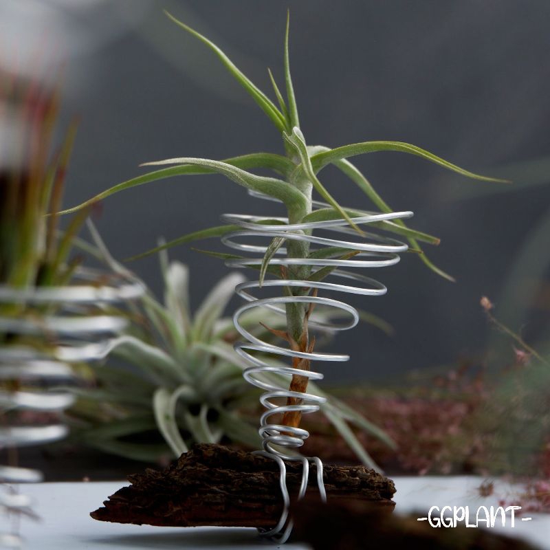 Tillandsia holder - hanger / kawat tillandsia / kawat buat taruh tillandsia
