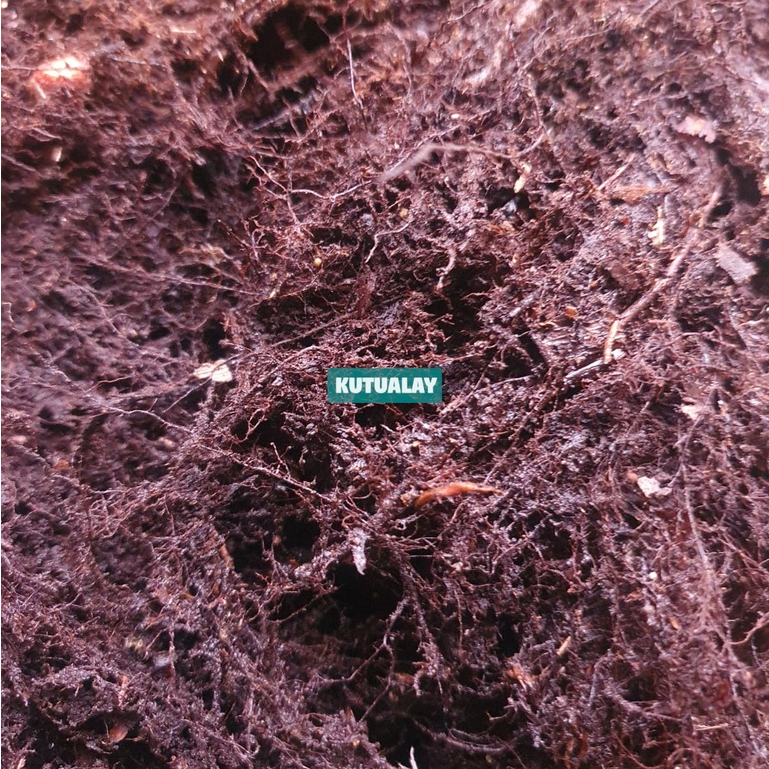 Black Moss 1Kg Akar Kadaka Moss Hitam Media Tanam Platycerium Anggrek dll