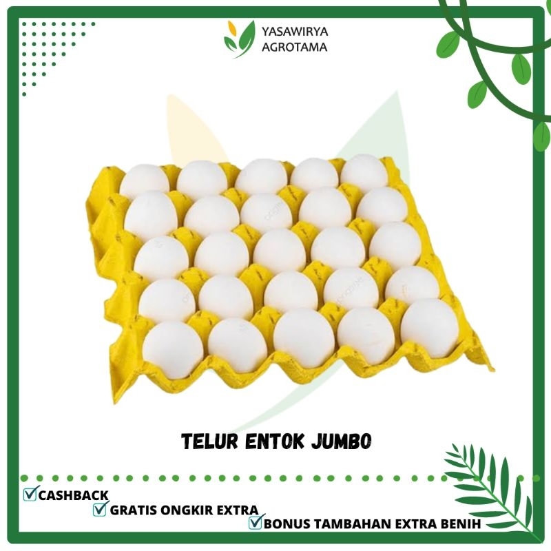 

TELUR MENTOK JUMBO FRESH / FERTIL