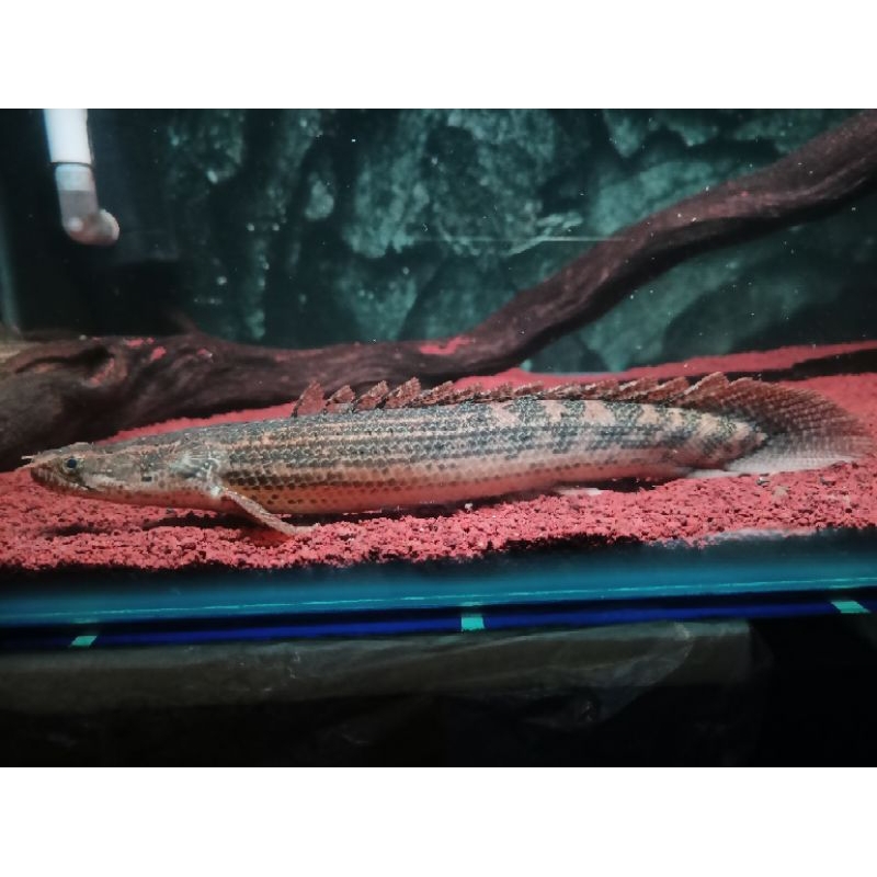 palmas lapra polypterus lapradei 25cm