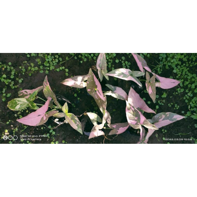 singonium t25, singonium pink splash
