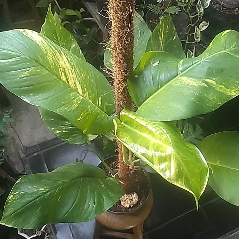 Mostera Epipremnum Varigata kuning ( langka )