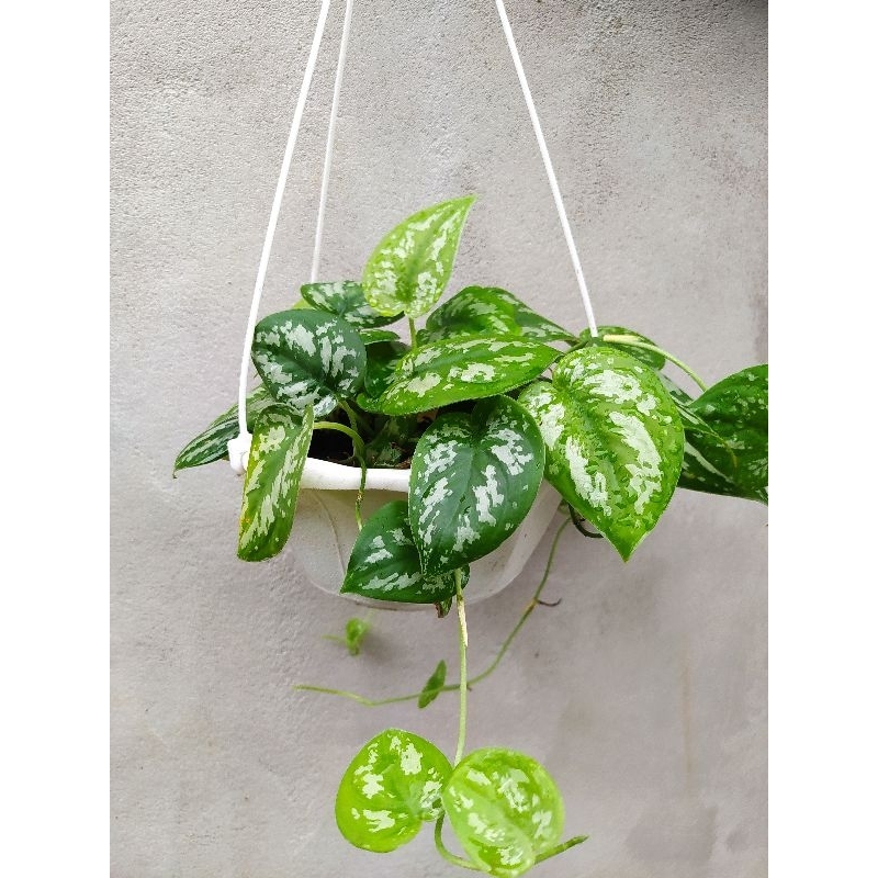 Scindapsus exotica / tanaman hias scindapsus (TERMURAH)