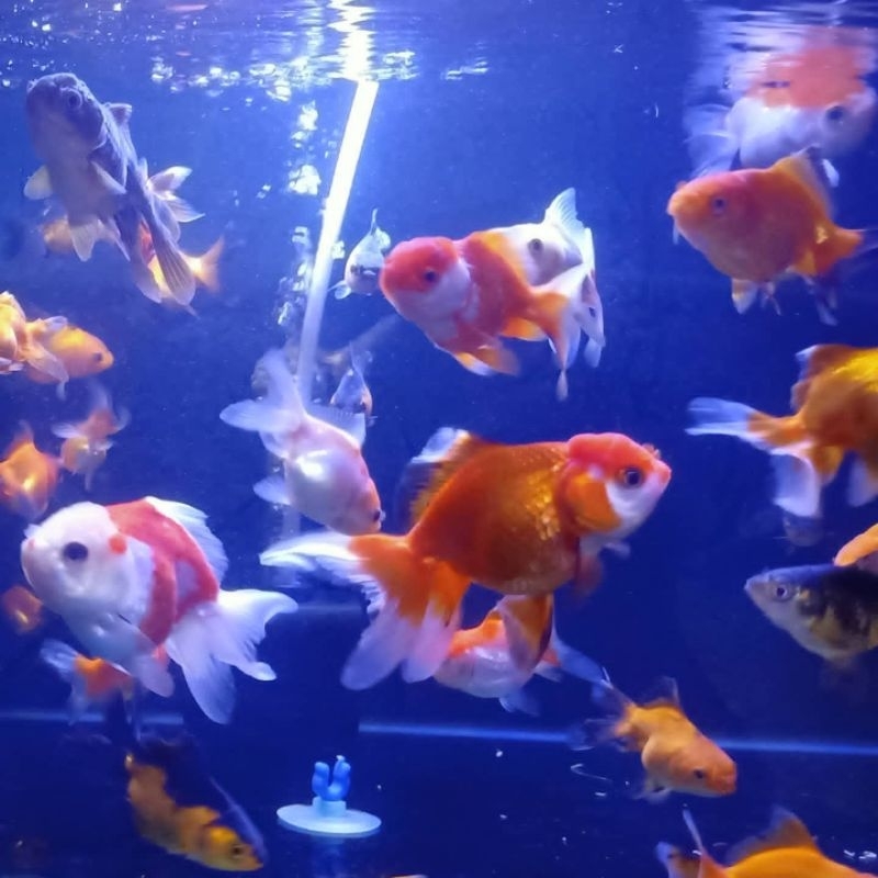 oranda isi 4  dekorasi hiasan aquarium (langsung dari petani)