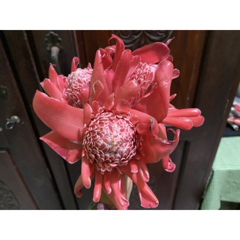 

KECOMBRANG MERAH MEKAR/HONJE SEGAR