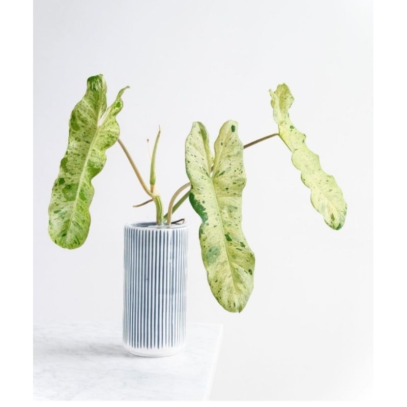 [BISA COD] Tanaman hias philodendron paraiso Verde tanaman aeroid Philo Verde tanaman Philo paraiso 