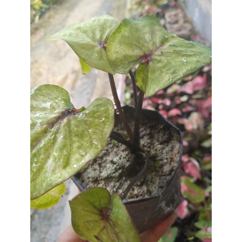 KELADI ORI BIJI HYBRID NN LOVE SHOP MILLENNIAL