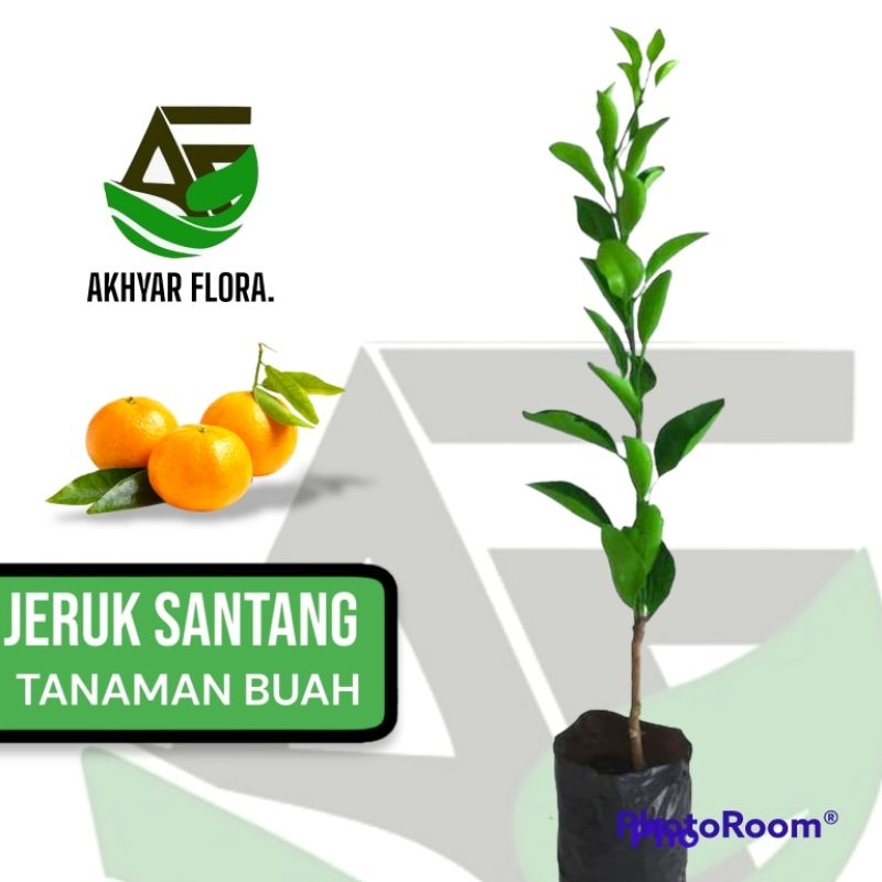 Bibit Tanaman Buah Jeruk Santang Madu Bibit Jeruk Santang Tanaman Buah