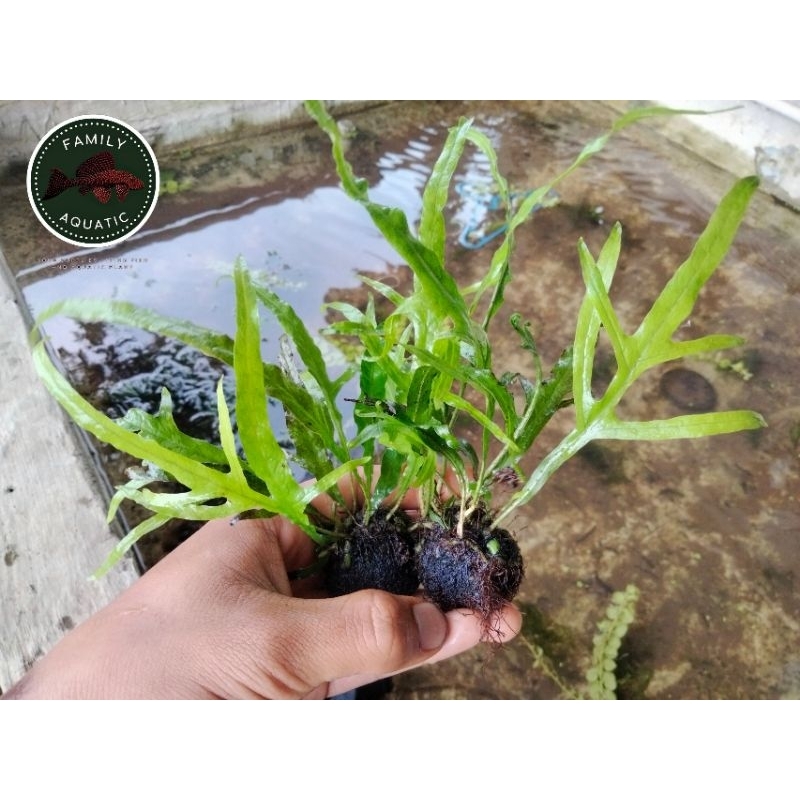 Kadaka mini trident media webikusa - kadaka trident - kadaka aquascape - tanaman aquascape - hiasan 