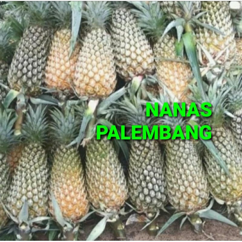 

NANAS PALEMBANG KHUSUS PARA SULTAN 1 KG (PREMIUM QUALITY)