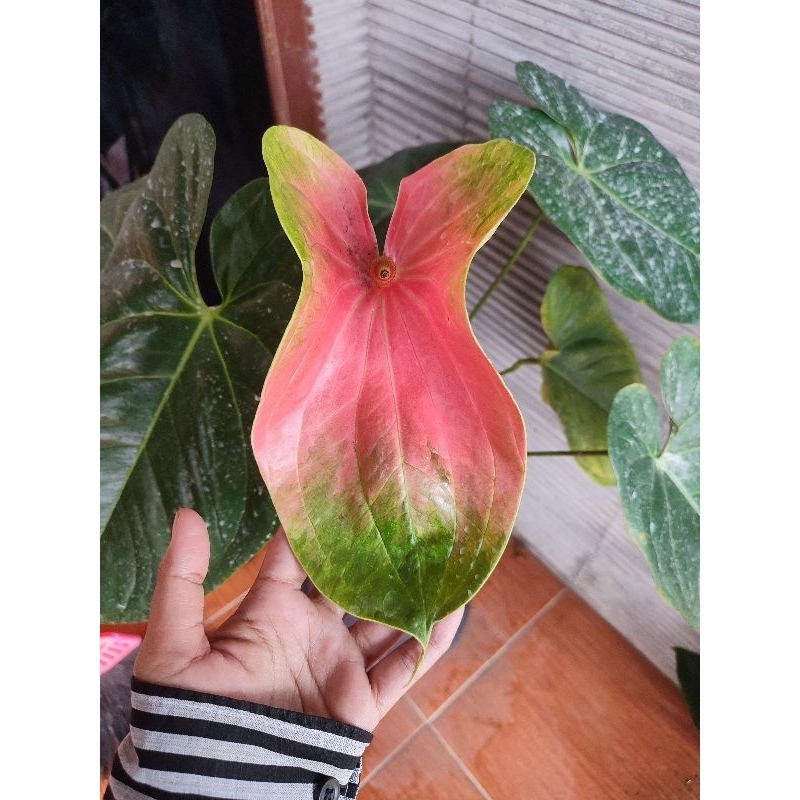 anthurium bunga presiden hybrid
