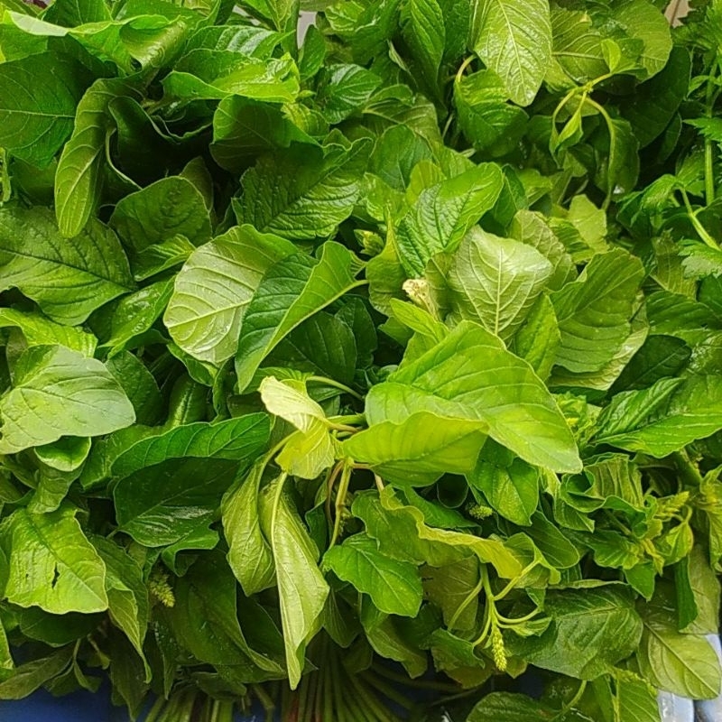 

Bayam Hijau Sayur Segar Per 1 Ikat Denpasar Bali